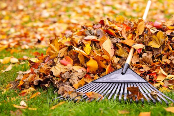 Cost of Leaves Removal in Orange