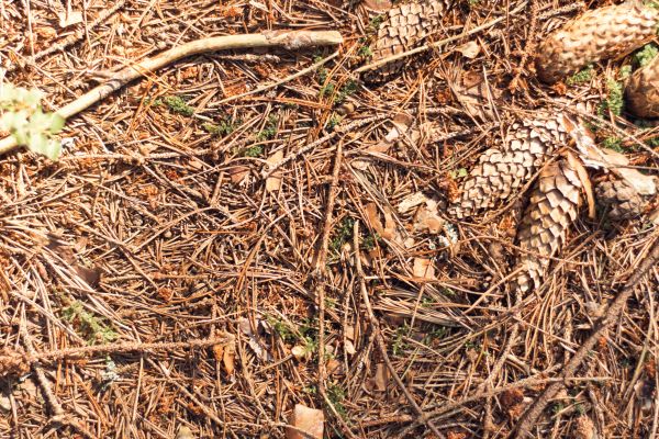 Cost of Pine Needles Removal in Orange