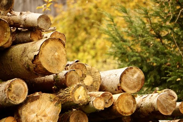 Wood Pile Removal in Orange