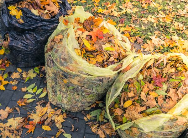 Yard Cleanup Service in Orange