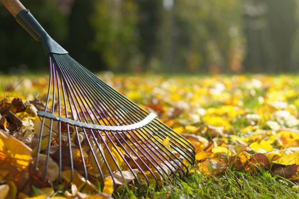 Leaf Raking Service in Orange