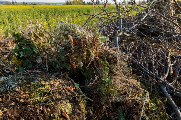 Brush Disposal in Orange