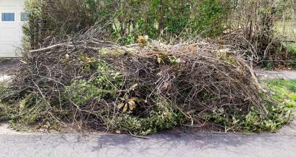 Tree Limb Cleanup in Orange