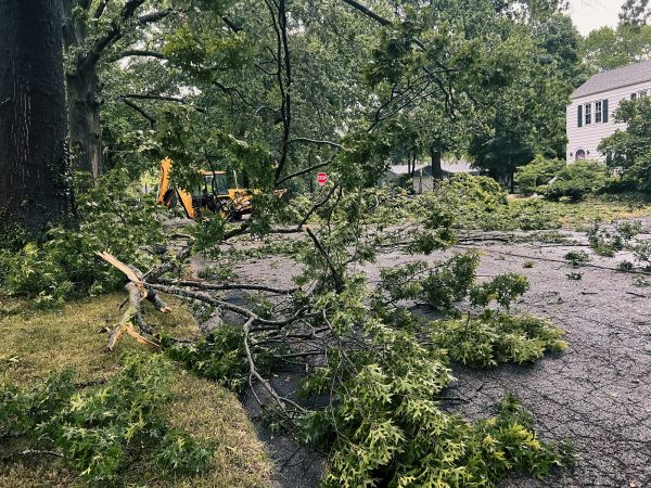 Tree Branch Disposal in Orange