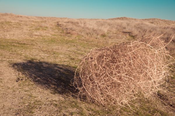 Tumbleweed Removal in Orange