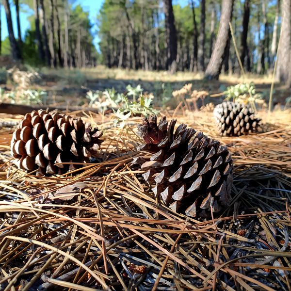 Cost of Pine Cone Removal in Orange