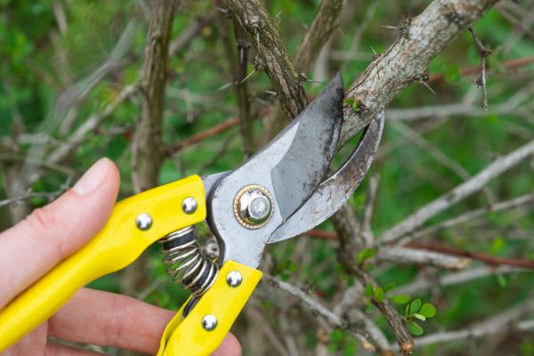 Limbs Removal in Orange