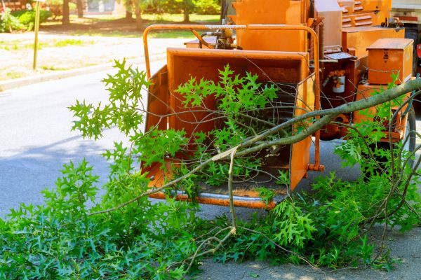 Tree Branches Removal in Orange
