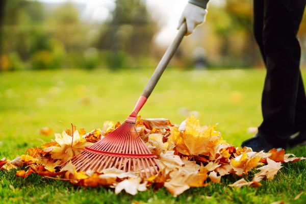 Cost of Ditch Leaf Removal in Orange