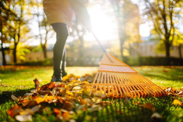 Leaves Raking in Orange