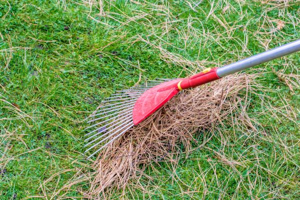 Yard Raking in Orange