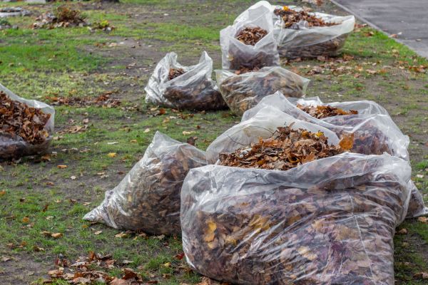 Cost of Leaf Pile Disposal in Orange