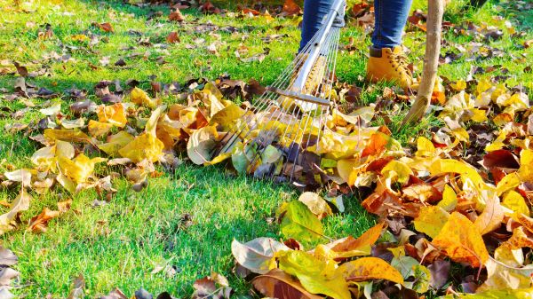 Lawn Cleanup Service in Orange
