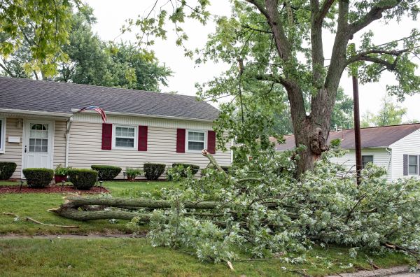 Fallen Branch Removal in Orange