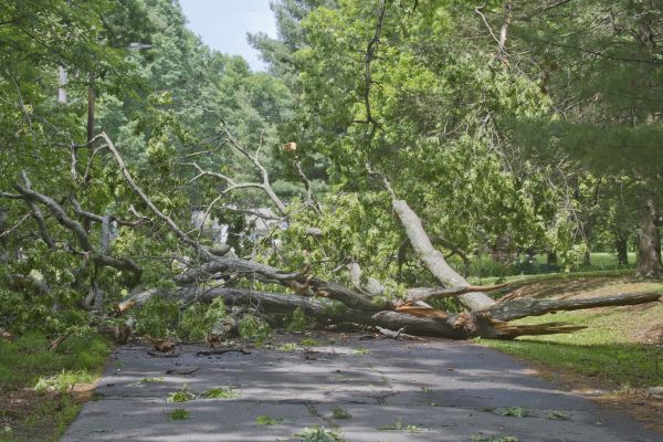 Tree Debris Removal in Orange